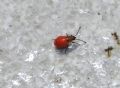 Pyrrhocoris apterus